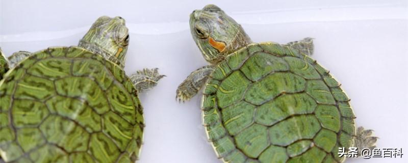 小巴西龟饲养须知：水位不能太高，需定期换水！