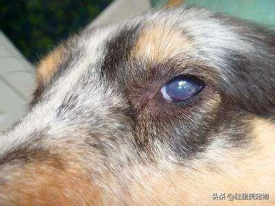 犬八联疫苗预防疾病的介绍(狗八联疫苗多少钱一针) 犬八联疫苗预防疾病的介绍(狗八联疫苗多少钱一针)