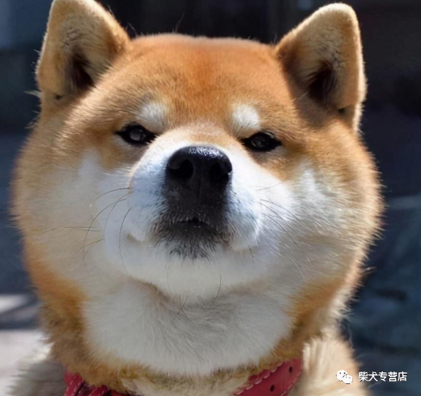 柴犬每天需要吃多少狗粮？给柴犬增减饭量时的注意事项