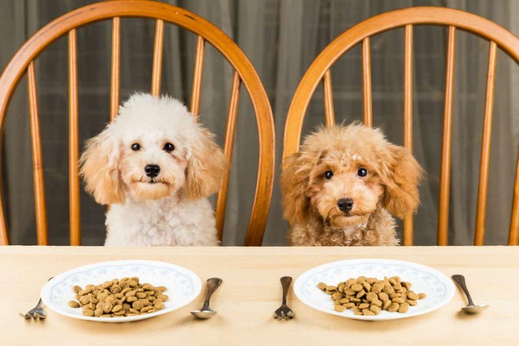 泰迪一个月吃多少狗粮？按狗粮说明喂食，可根据泰迪个体不同做调整