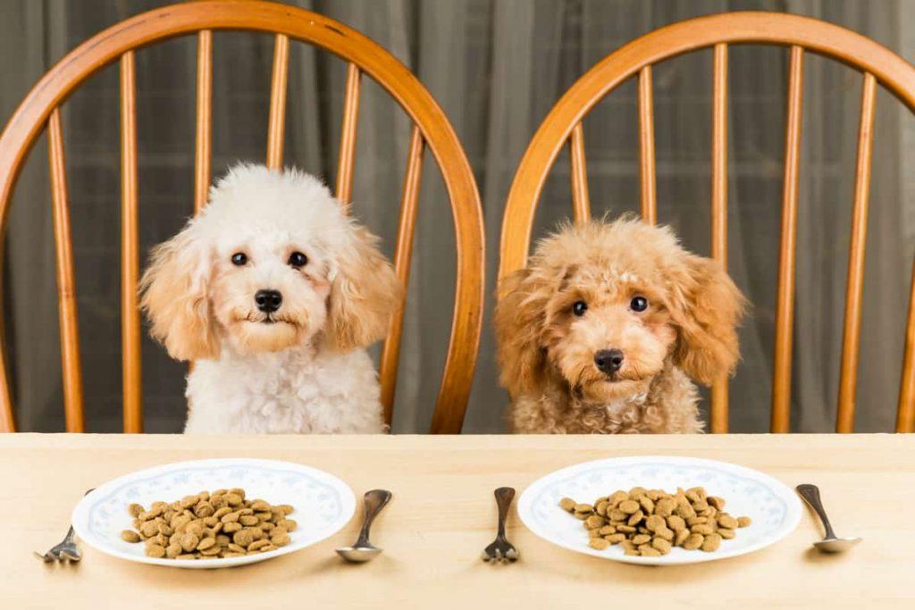 日常该怎么给泰迪喂食？给泰迪犬喂食的经验介绍