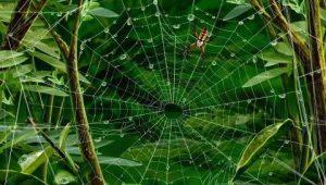 可以把蜘蛛当成宠物养吗？怎样能养出健康的蜘蛛？