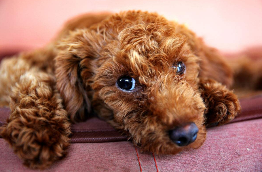 你知道一只健康的泰迪犬，一天的排便次数是多少次吗？