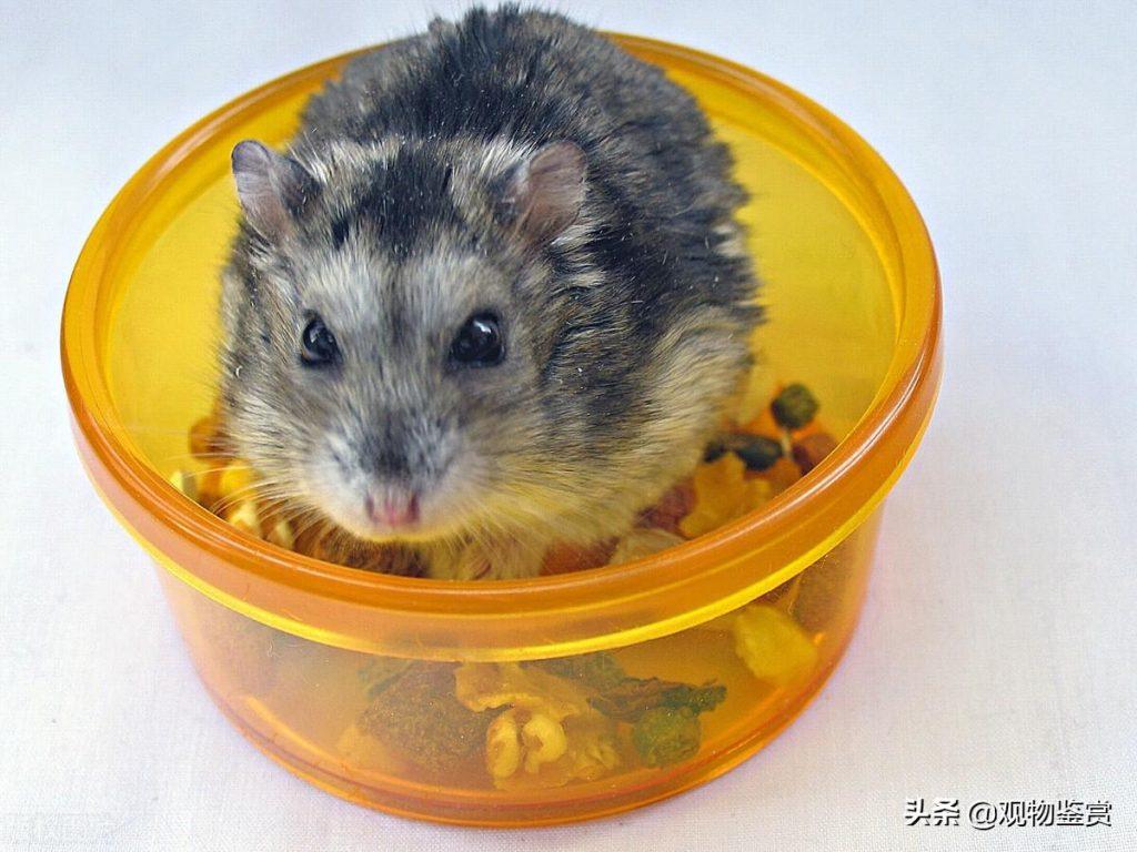 仓鼠可以用木屑、玉米芯作为垫材，仓鼠可以用猫砂当垫料吗？
