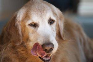 狗狗头部肿大是怎么回事？可能粘液囊肿有关。什么是粘液囊肿？