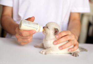 狗奶粉怎么冲给幼犬？喂奶粉时应该注意些什么？