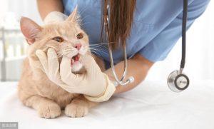给猫喂药和注射胰岛素很难？第一次给猫喂药时，猫的体验是极其重要的。