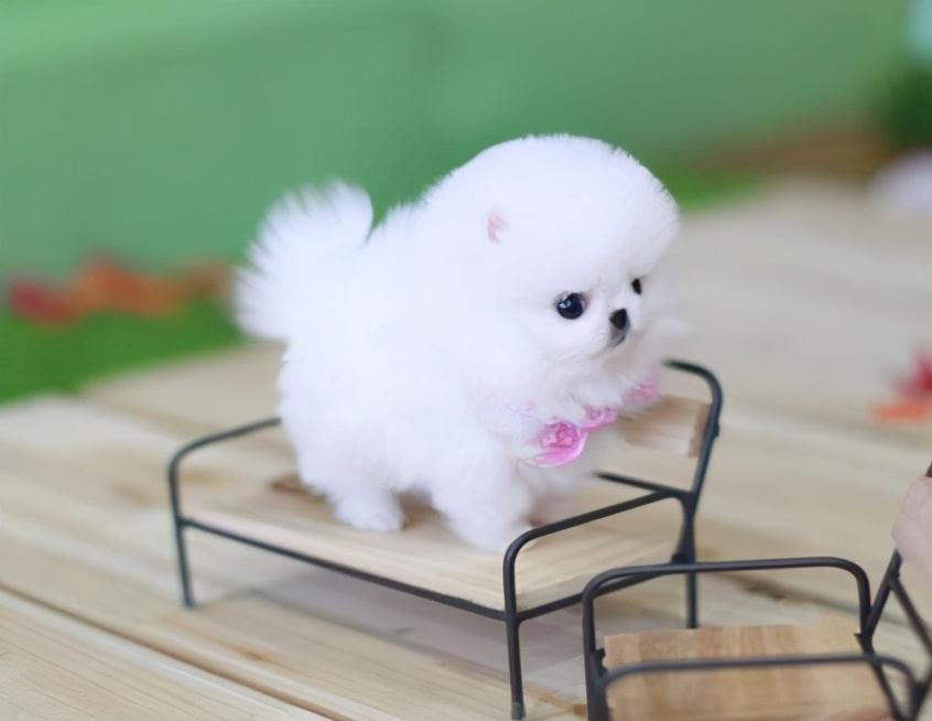 博美犬什么颜色最好养？博美犬什么品种最便宜？