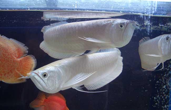银龙鱼能长多大？银龙鱼需要什么样的养殖环境？