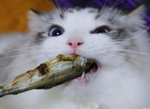 猫咪可以吃猫粮，以下5种食它最适合吃了