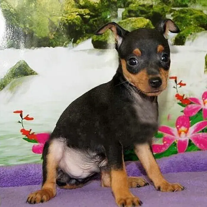 到底要不要养小鹿犬？小鹿犬基本资料