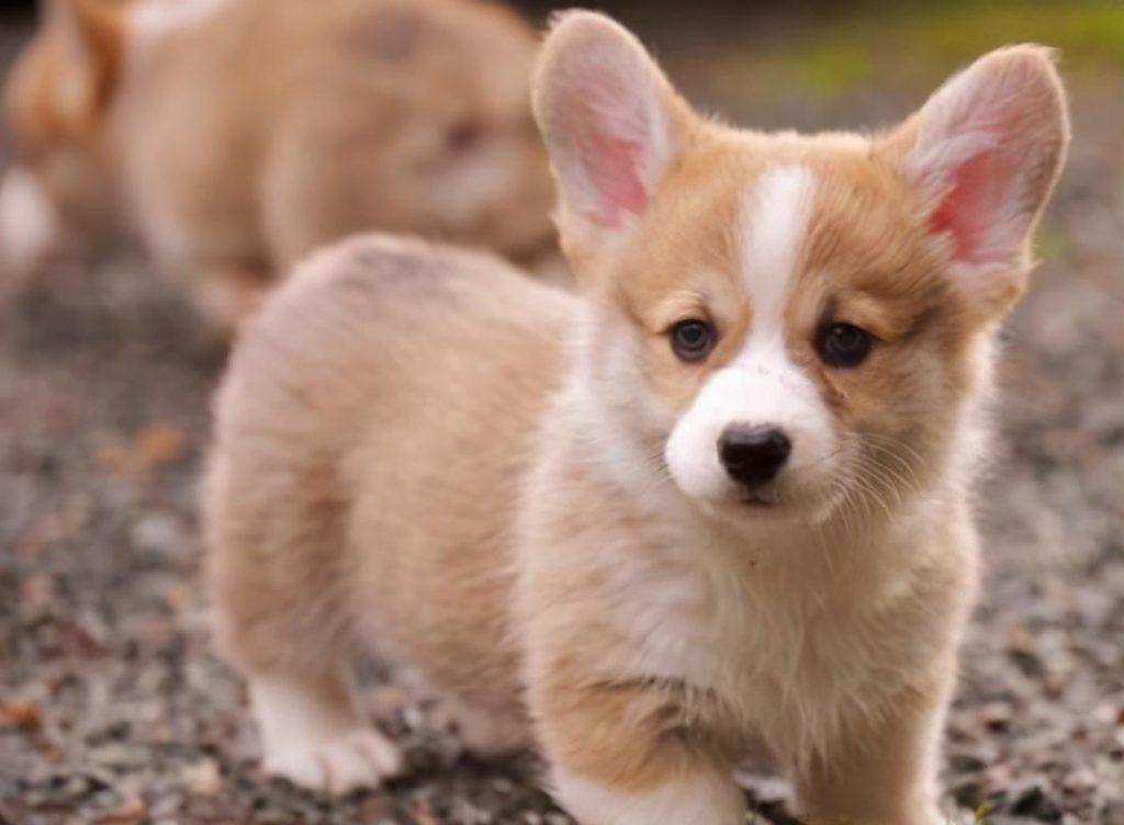 柯基幼犬怎么养？你觉得柯基犬哪个部位最可爱？最科学的7个方法