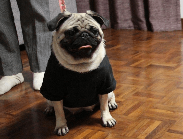 法斗和巴哥犬哪个更值得养？