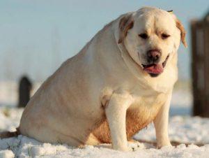 狗狗太瘦了？狗狗的体型该怎么判断胖瘦？