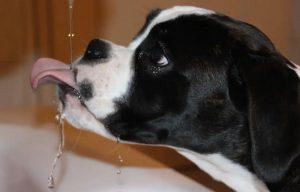 狗狗脱水的原因有哪些？关于狗狗饮水建议