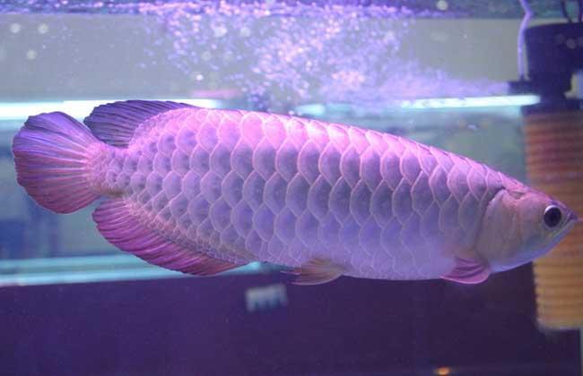 银龙鱼能长多大？银龙鱼需要什么样的养殖环境？