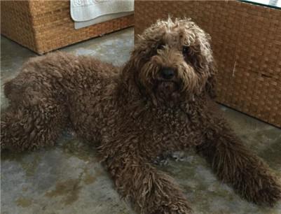 巨型贵宾犬多少钱一只？如何挑选一只健康的贵宾犬？