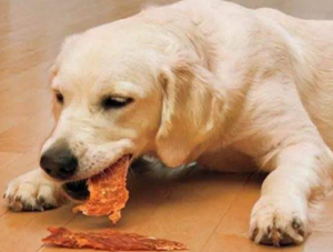 狗狗每天需要多少食物？狗狗一天所需要的食物量