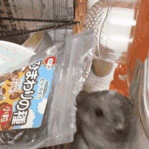 仓鼠是廉价宠物？养仓鼠真的便宜吗？