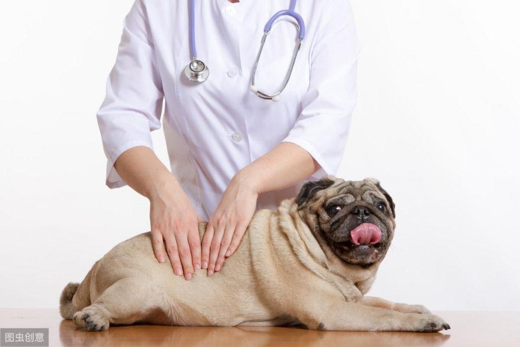 辟谣：狗狗腹部有疙瘩就是乳腺肿瘤？腹股沟疝也会出现肿块