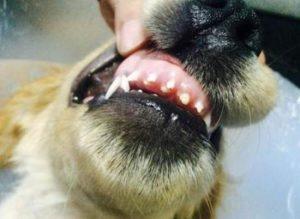 狗狗有两排牙齿帮助咀嚼？怎么解决狗狗双排牙问题？