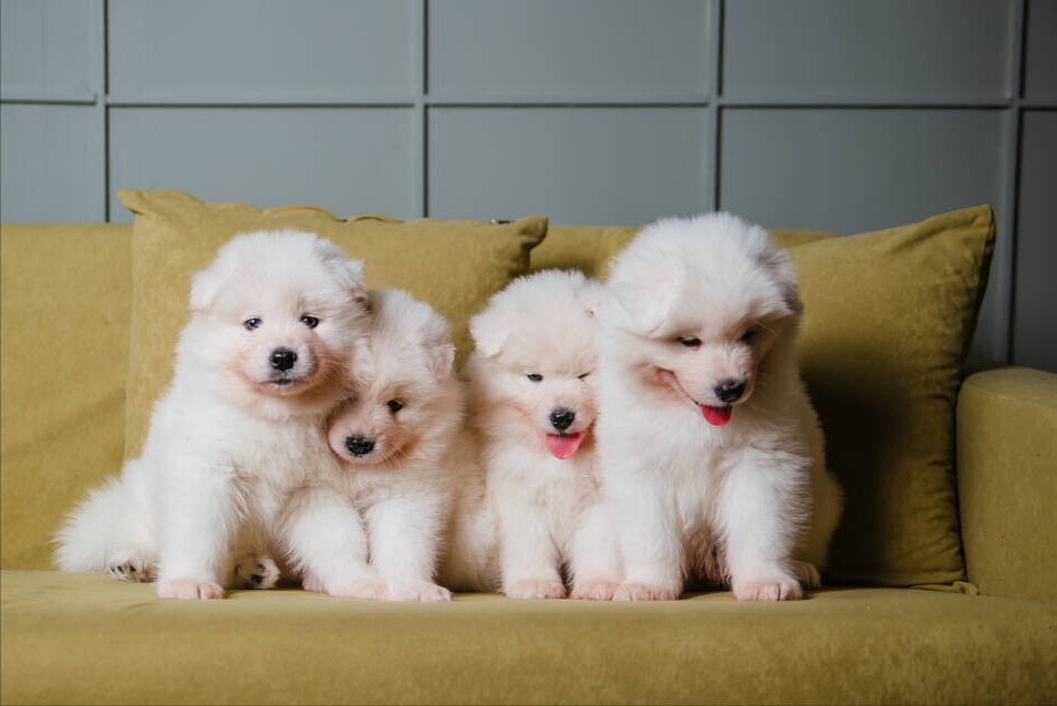 萨摩耶犬好养吗?该怎么养?萨摩耶犬饲养指南来了 萨摩耶犬好养吗?该怎么养?萨摩耶犬饲养指南来了