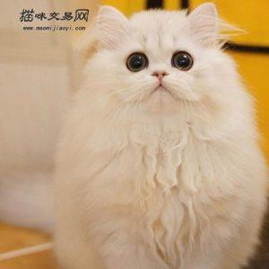 金吉拉多少钱一只呢？金吉拉猫性格特点是怎么样的呢？