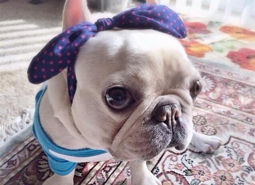 法国斗牛犬的价格为什么一直这么贵？
