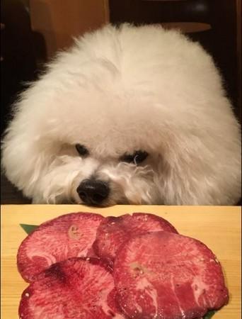 饲养比熊犬常见的 9个饮食误区，这样饲养狗狗容易生病