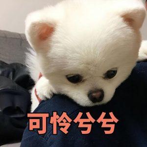 影响“博美犬”价格的4大因素是什么？