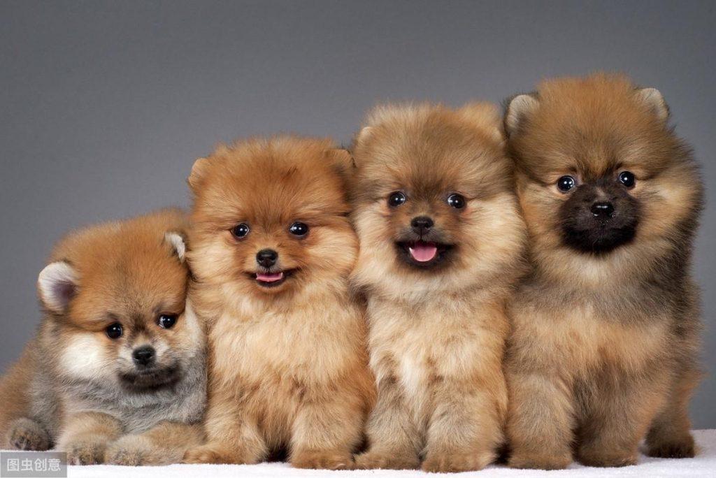 影响博美犬价格因素有哪些？影响价格的因素有6个