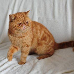 加菲猫常见的十七种毛色介绍