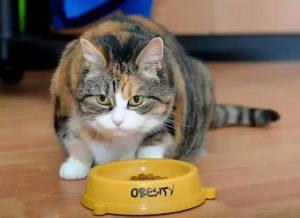 猫咪猫粮每天喂多少？保证一天猫咪吃的食物足够克数就好