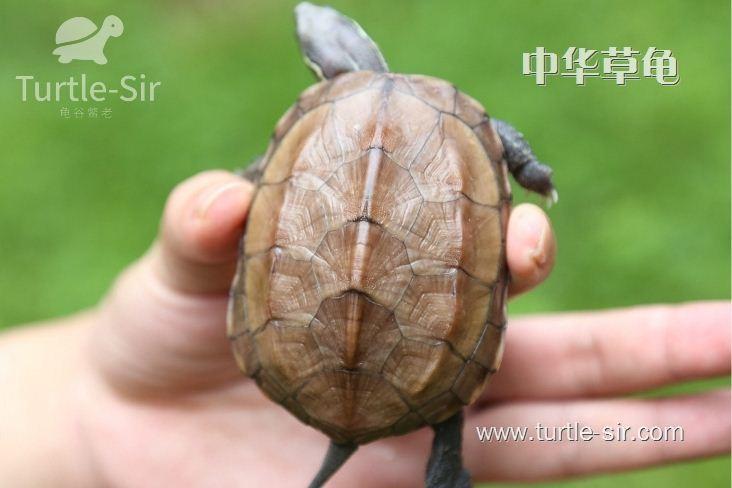 怎样养好一只草龟？带你了解乌龟的三大生活习性！