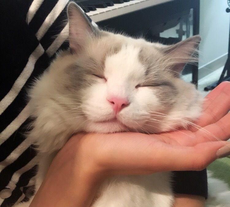 布偶猫跌破底价，为什么养的人却没有增加很多？你喜欢布偶猫吗？