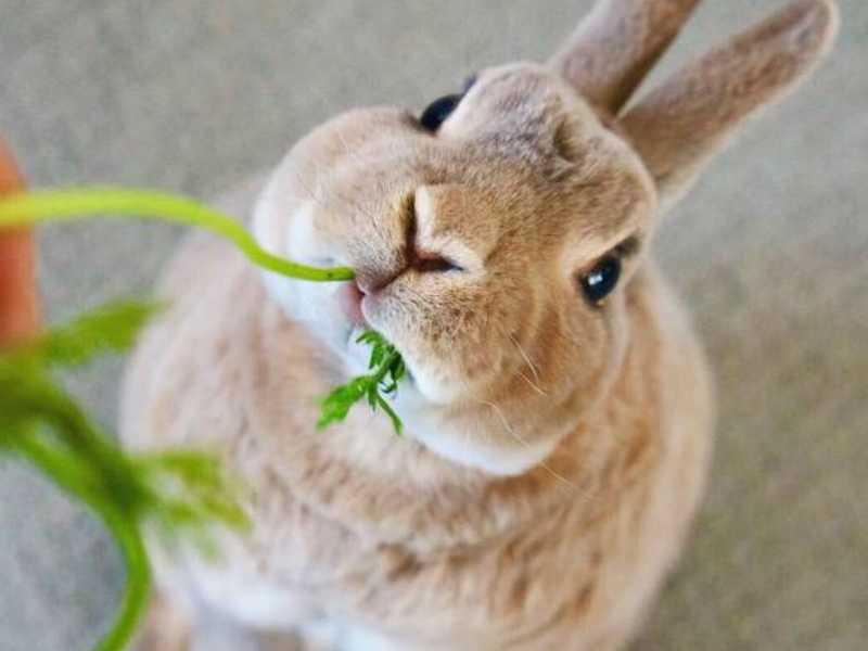 好看又好养的5种宠物兔，超适合新手饲养,哪一只是你的菜？