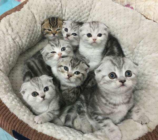 苏格兰折耳猫多少钱一只？这种猫咪耳朵的独特性，受到很多人的喜欢