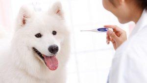 幼犬体温多少是正常？幼犬发烧的原因和处理方法是什么？