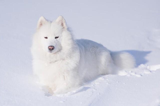 萨摩耶喂养注意事项， 不同年龄的萨摩耶犬饭量一样吗？