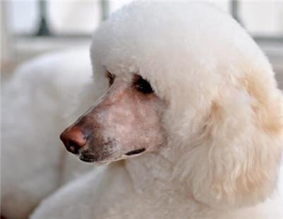 巨型贵宾犬多少钱一只？如何挑选一只健康的贵宾犬？
