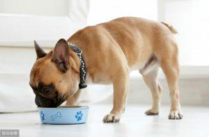 健康的狗狗通常食欲旺盛，一天喂食几次呢？过多过少也有坏处