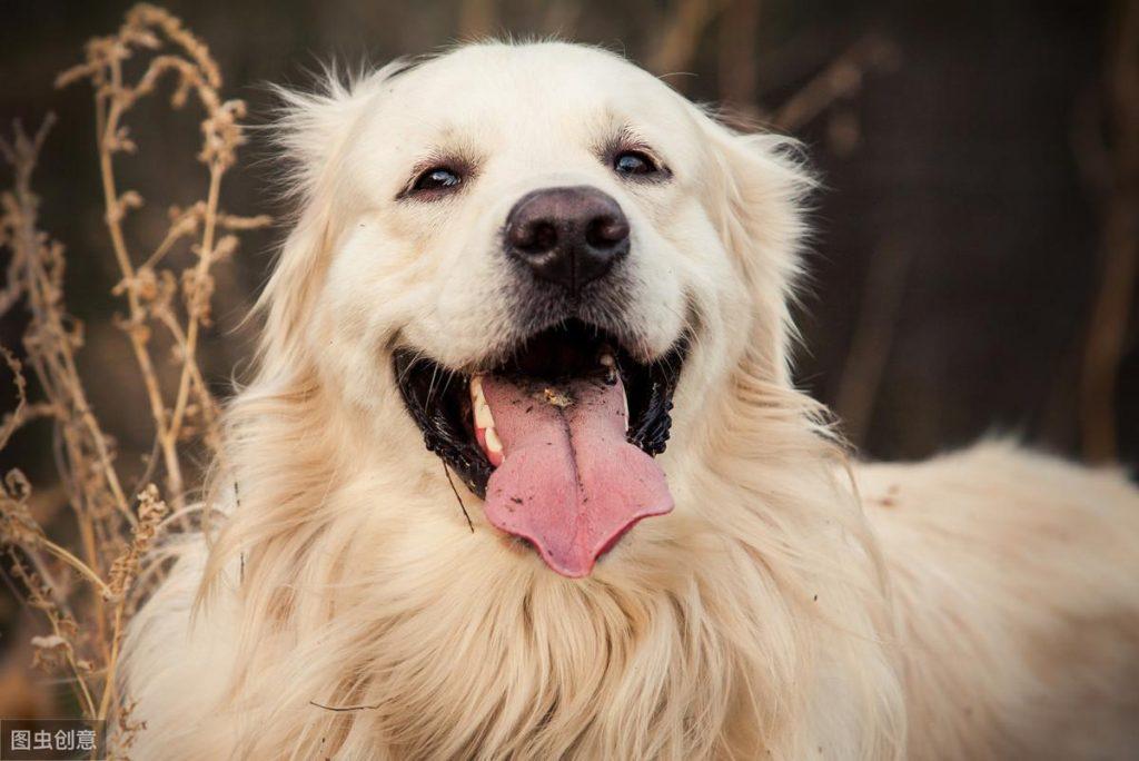 金毛犬的舌头发红是正常的现象吗？会不会是什么疾病导致？