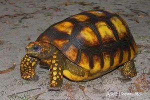 陆龟中最适合新手入坑的一种——红腿陆龟的介绍