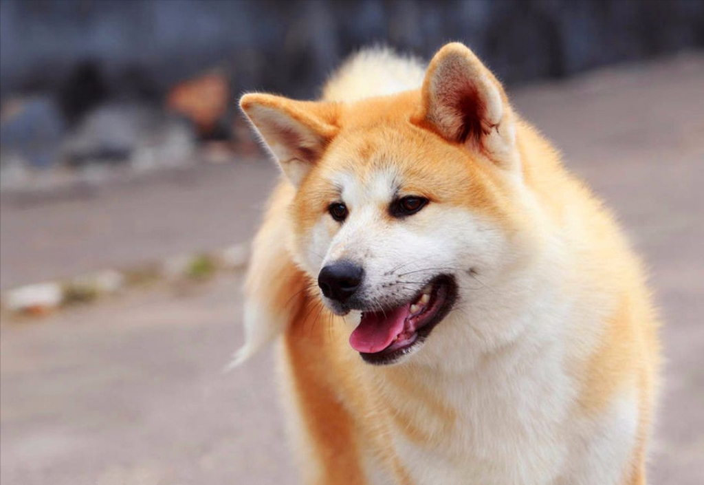 秋田犬太瘦了怎么增肥？注意体内驱虫