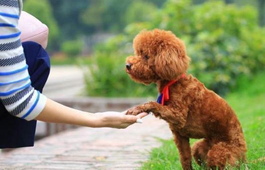 纯种泰迪犬有什么特征？教你6个判读方法！