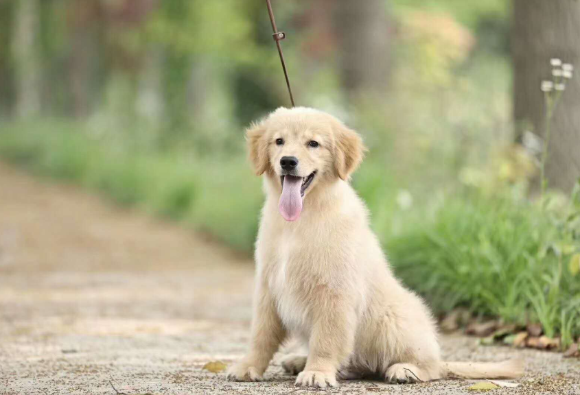 幼犬金毛吃什么?金毛小时候该吃什么好?(幼犬金毛吃什么长的快) 幼犬金毛吃什么?金毛小时候该吃什么好?(幼犬金毛吃什么长的快)