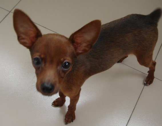 小鹿犬怎么养？小鹿犬容易饲养？这5点需要好好注意