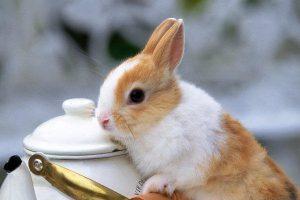 养兔知识：刚出生几天的小兔子怎么养？