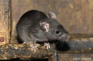 中国常见的5种老鼠是什么？