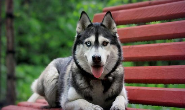 哈士奇幼犬要怎么选?没想到哈士奇竟然有10多种颜色(哈士奇幼崽品相) 哈士奇幼犬要怎么选?没想到哈士奇竟然有10多种颜色(哈士奇幼崽品相)